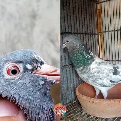 Dub Wala Pair For Sale