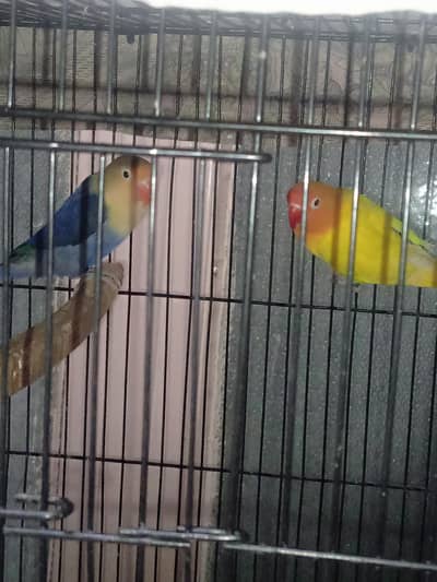 Confirmed Breeder Pair Love birds (Lutino x Parblue)