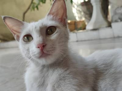 khisi nay cat daynih ho tu day sakta