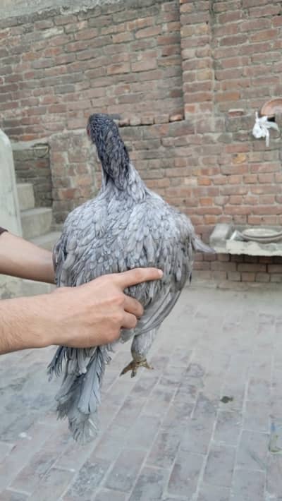 females for sale aseel fancy also available buff aseel murga available