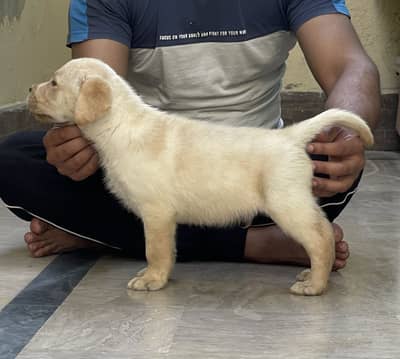 Pedigree Labrador