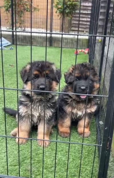 German Shepherd Puppies WhatsApp03255613563