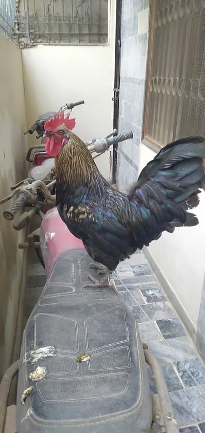 cock healthy and active