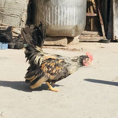 English game male urgent for sale