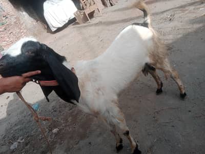 1 Desi Bakkra ,1 Rajanpurri pure white bakkra