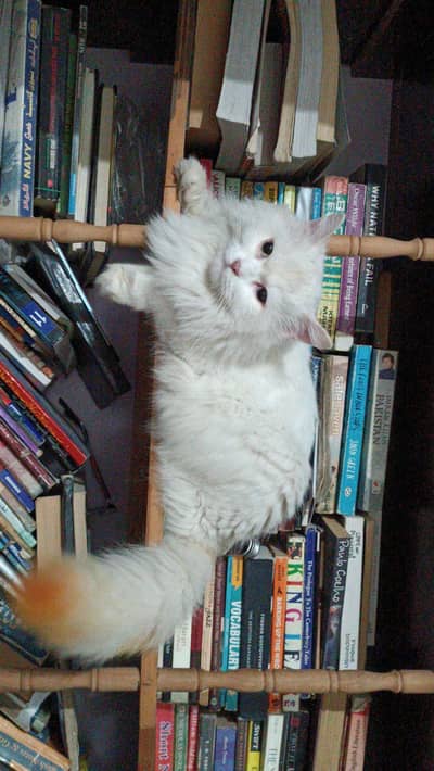 Persian cat urgent selling