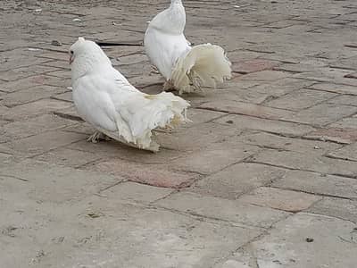 Indian lakay  white sale