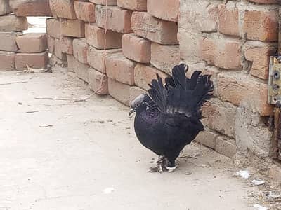 Indian lakay  white black  sale