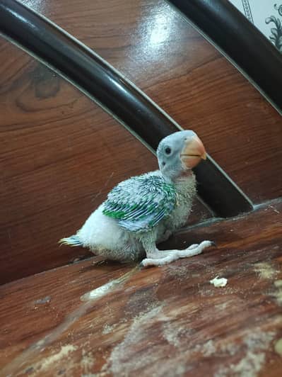 Kashmiri jumbo size raw chicks