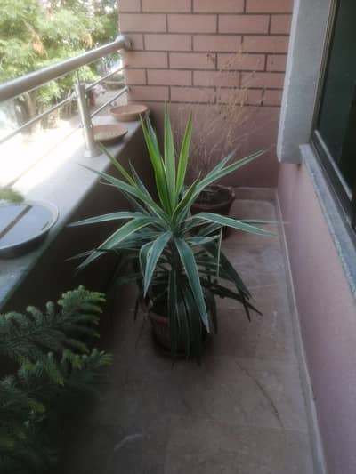 Beautiful Plants Available