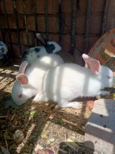 3 Monts rabbit Bunny