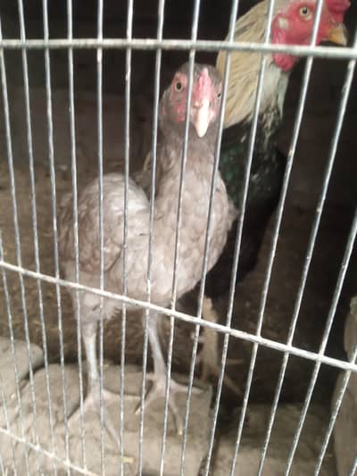 imported Thai rare silver colour