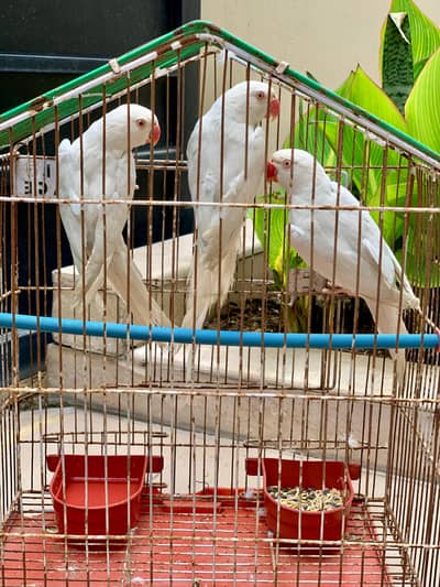 white ringneck DNA PAIR