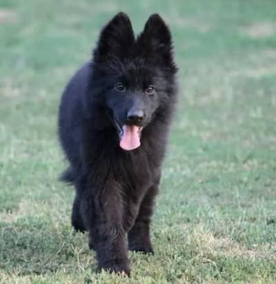 German Shepherd Puppies WhatsApp03255613563