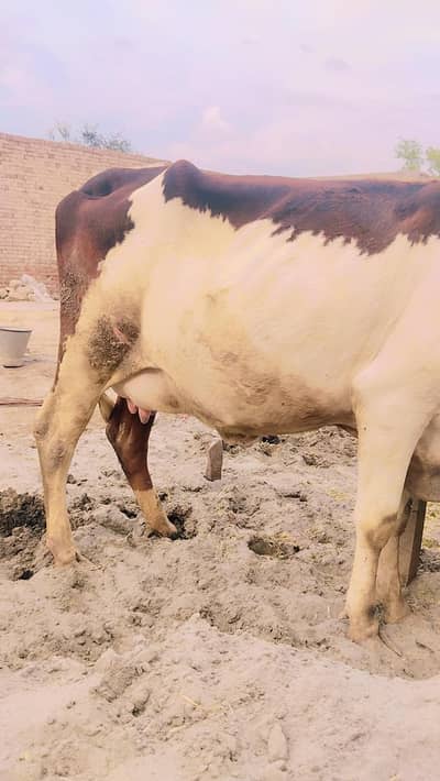 دوسرا سوا چھ دانت