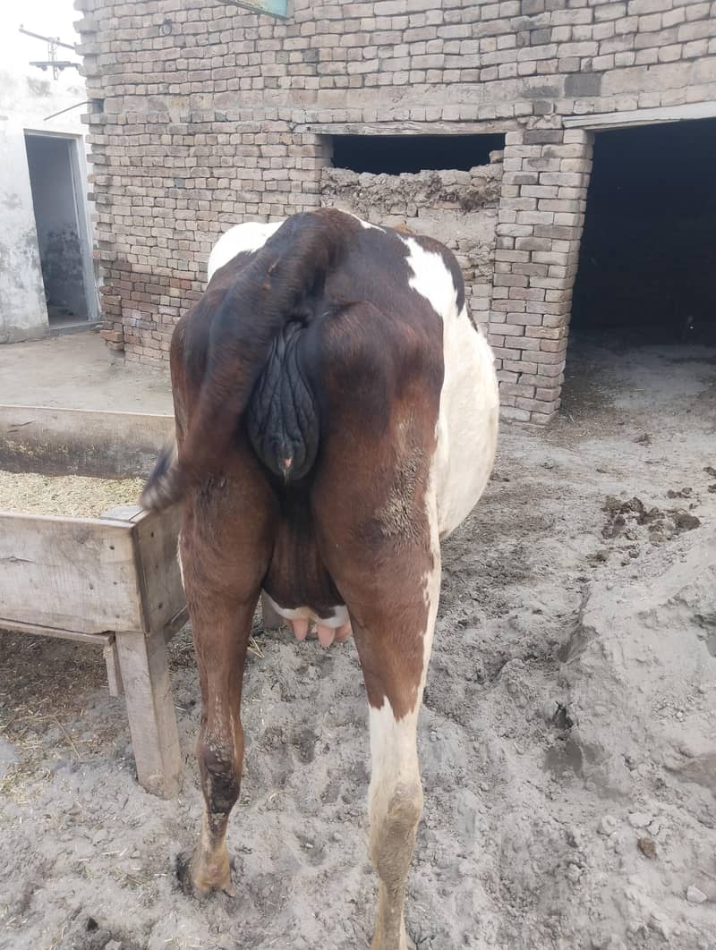 دوسرا سوا چھ دانت 1