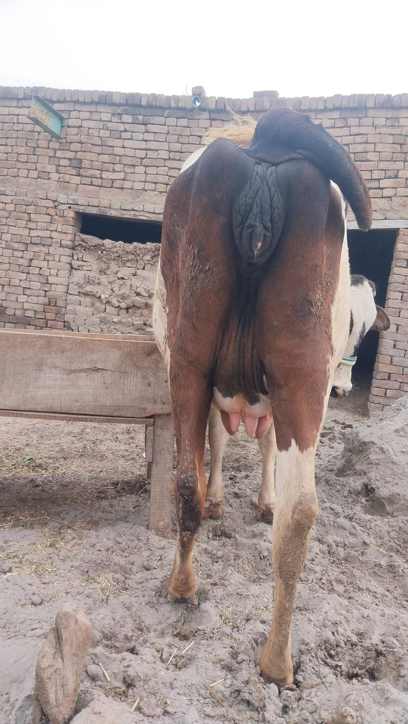 دوسرا سوا چھ دانت 2