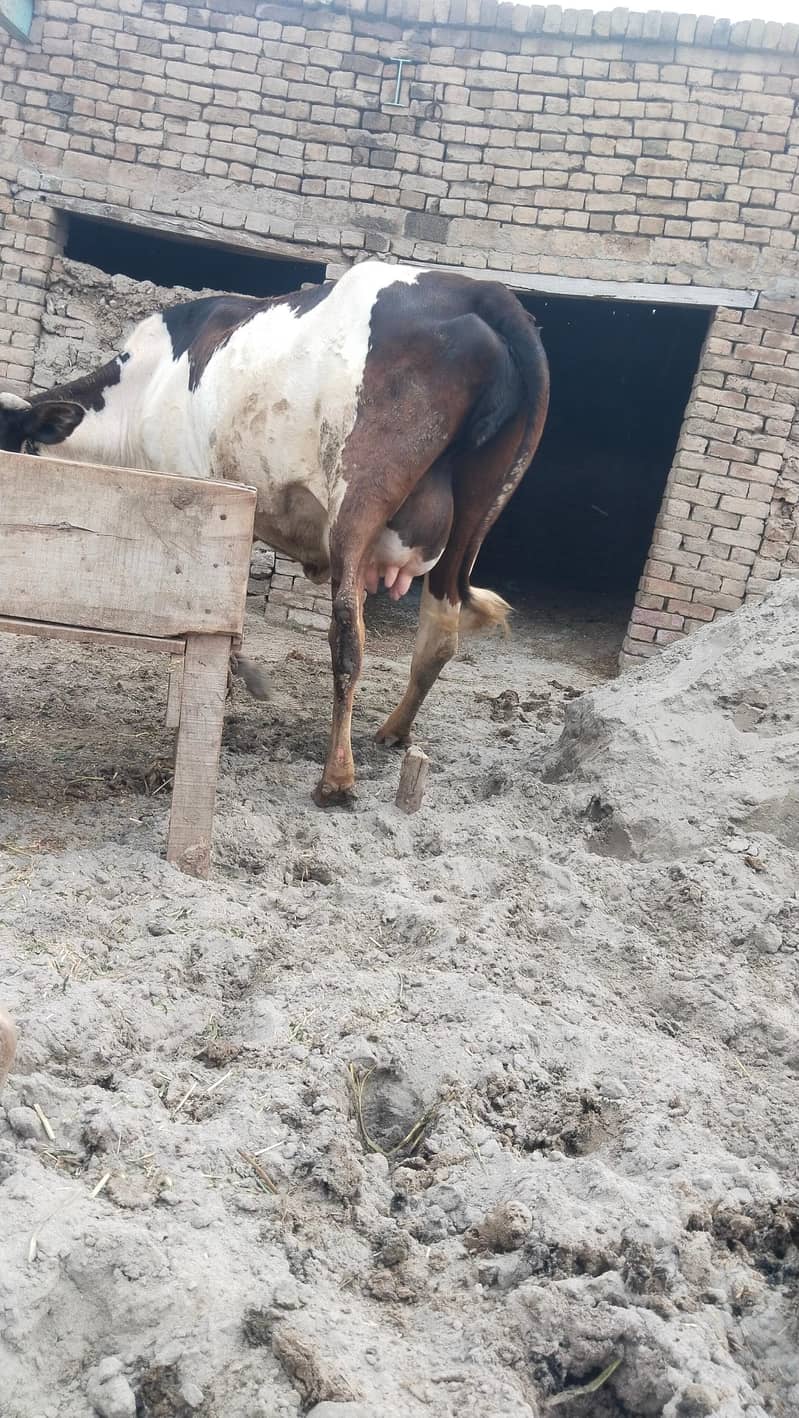 دوسرا سوا چھ دانت 3