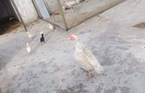 paper white bengum female