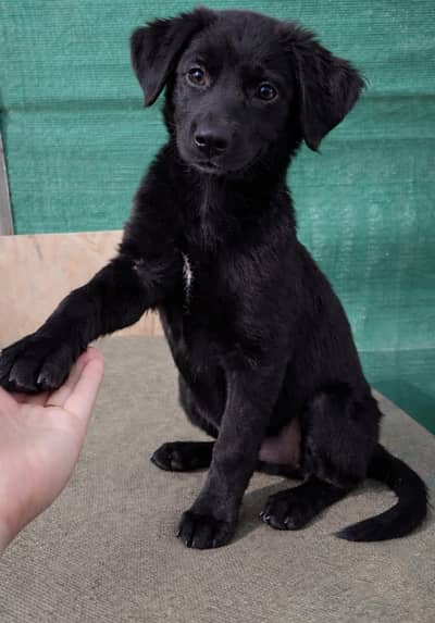 Gsd  and labra cross male