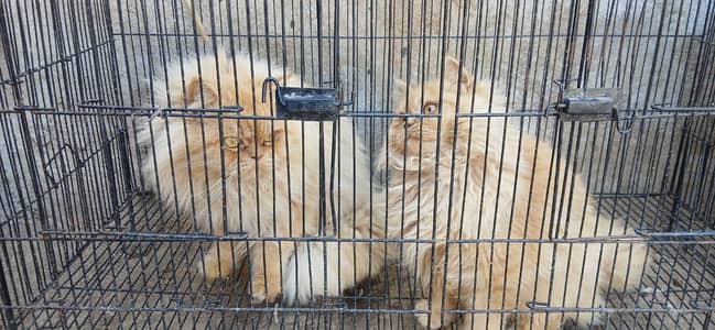 cats female and male