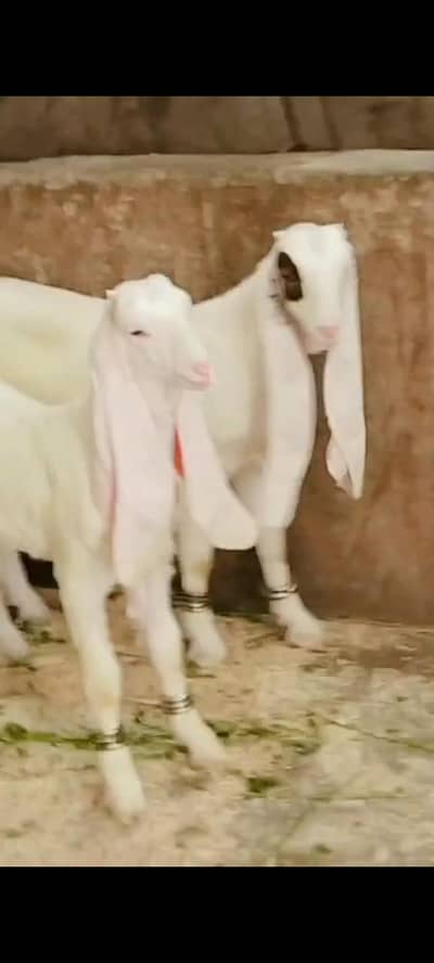 bahut khubsurat  gulabi lambe Kan full active