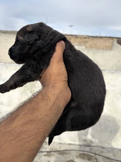 German shepard pupps