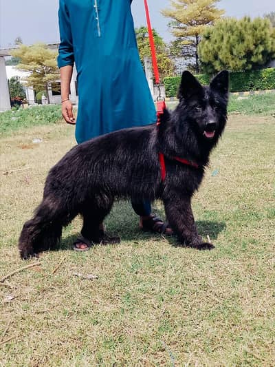 block  dog bast dog good dog