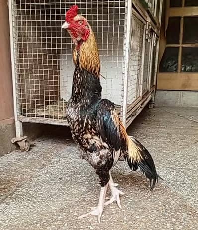 Aseel Jawa Murga For Sale