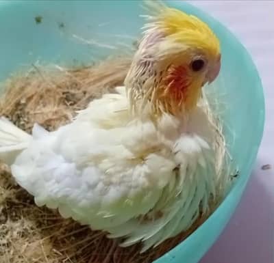 Lutino Cockatiel chicks Hand tame