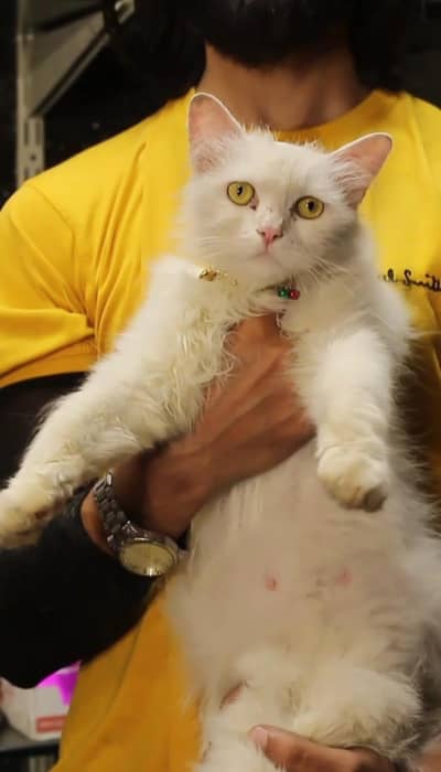 Persian cat | triple coat | Persian Female cat for sale