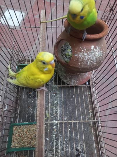 Beautiful Yellow pair with Cage under 2200 only buyers can message