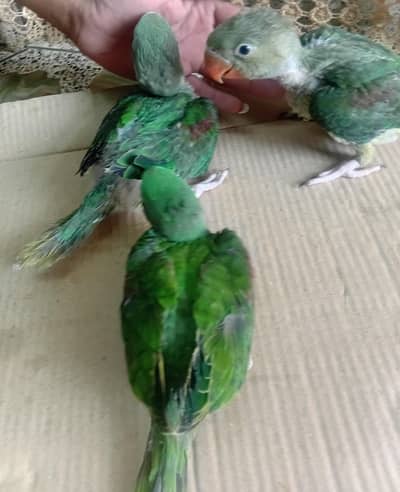 Pahari parrot