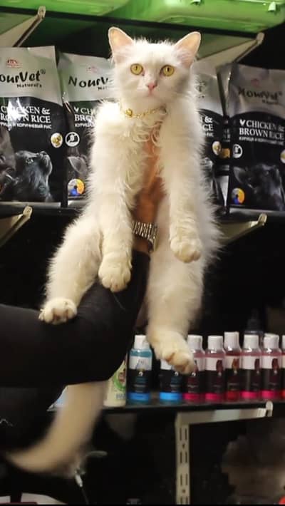 Persian cat | triple coat | Persian Female cat for sale