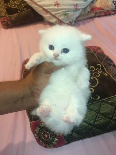 Pure Persian Kittens Available