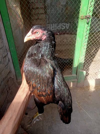 Miawali Madi Forsale