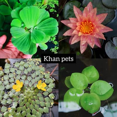 real plants for ponds and tanks