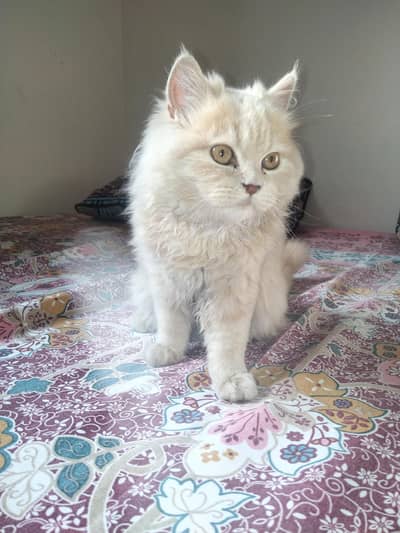 persian Cat