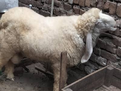 cross ka jila chatra