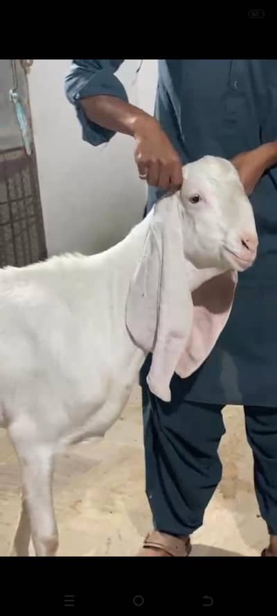 2 dant Bakra Ghar ka pala hua hy Gulabi 2026 qurbani MashaAllah