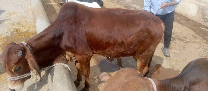 pure sahiwal nasal khera