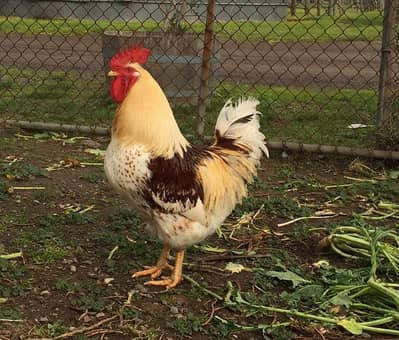 LOHMAN BROWN/ASEEL/AUSTERLOP ALL MALES ARE AVAILABLE