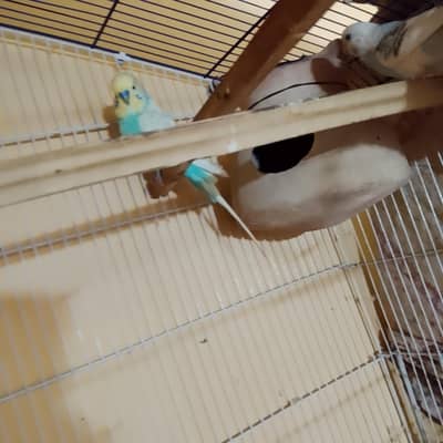 MashAllah King Size Pair Available Rainbow Working Male Ha