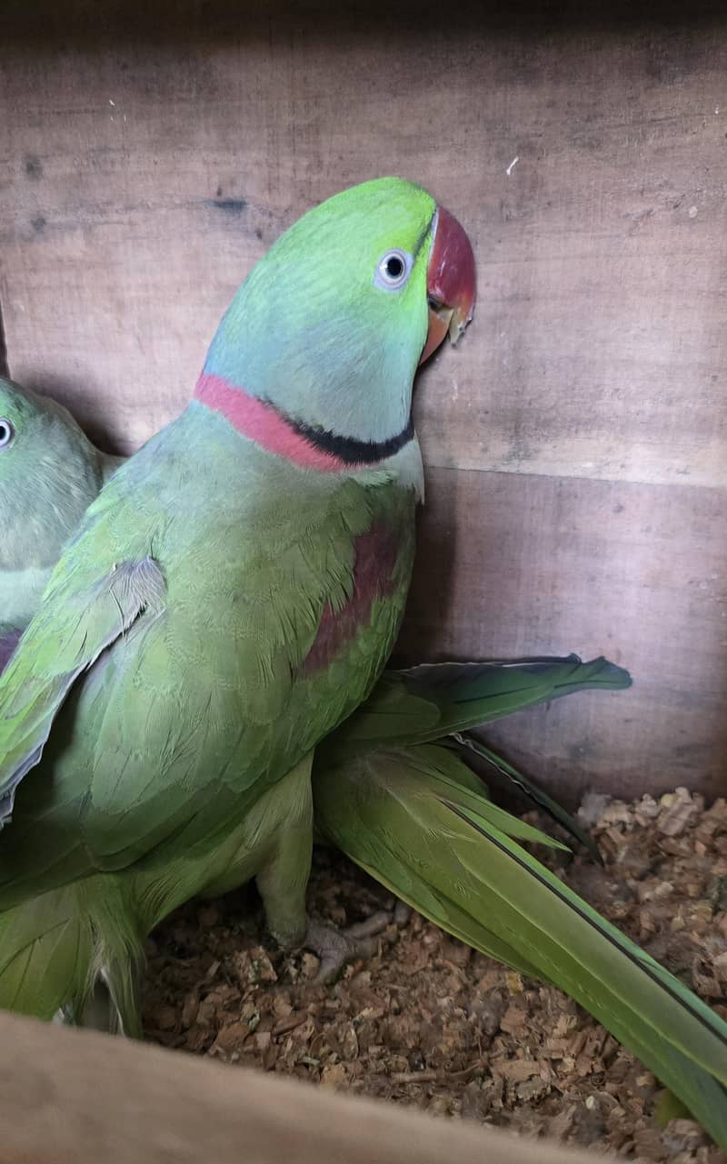 Parrot 0