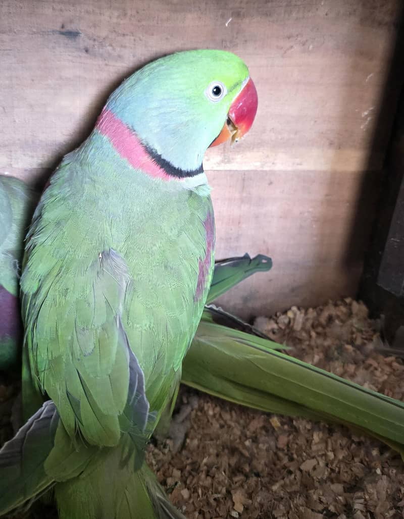 Parrot 1
