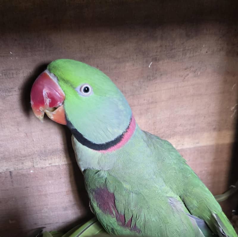 Parrot 2