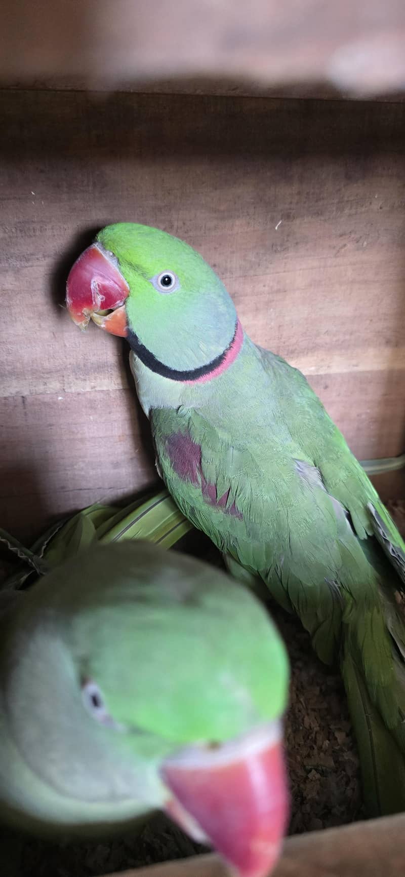 Parrot 3