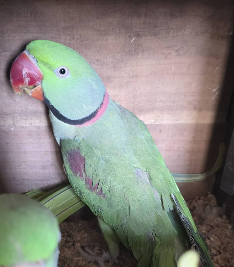 Parrot 4