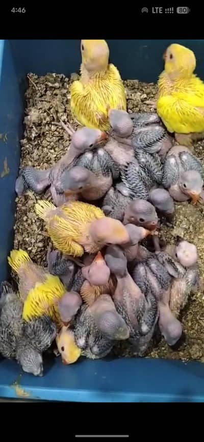 Bolny waly toto k bachy