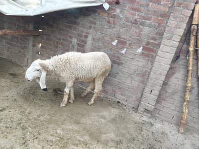 desi chatra for sale eid